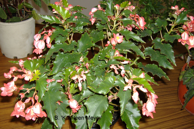 B. ‘Kathleen Meyer’
